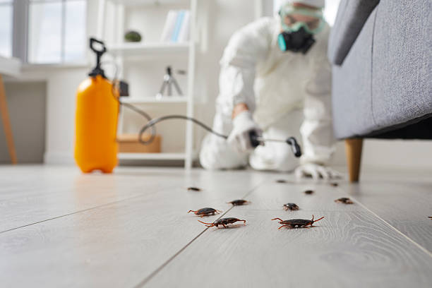 Post-Treatment Bed Bug Interceptor Monitoring in New Kingman-Butler